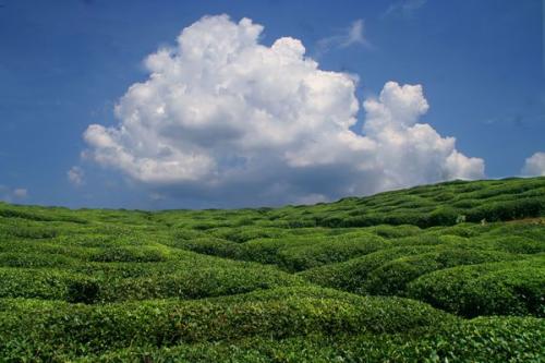 垃圾分類(lèi)時(shí)代，微米生物如何擊碎“餐廚垃圾”這塊頑石？