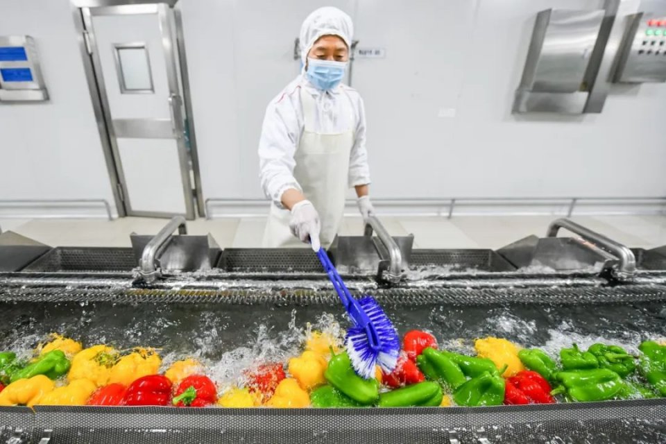   迫在眉睫！我們該如何破解廚余垃圾分出率低問題？